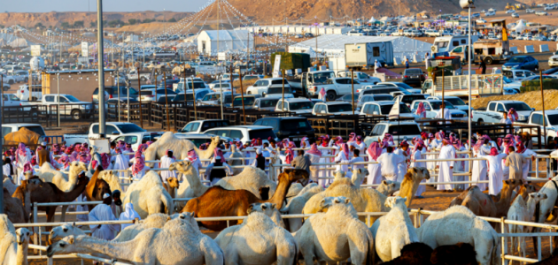 70 ألف زائر يضربون الأرقام في مزاد عنيزة للإبل: 500 شبك ومفاجآت لا تُنسى